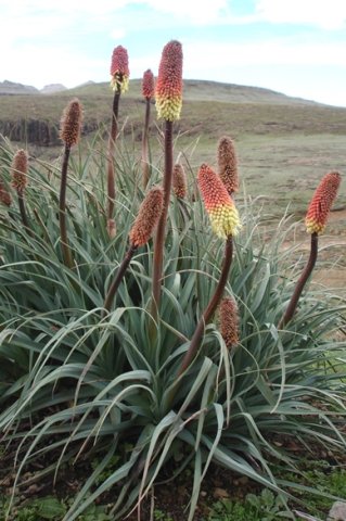Kniphofia caulescens leaves